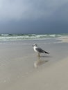 Seagull on the beach with reflection onto sand Royalty Free Stock Photo