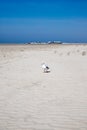 Seagull on the beach of Sankt Peter Ording Royalty Free Stock Photo