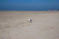 Seagull on the beach of Sankt Peter Ording Royalty Free Stock Photo