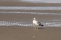 Seagull on the beach at Sankt Peter Ording Royalty Free Stock Photo