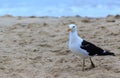 Seagull in a beach