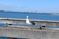 Seagull at the beach Royalty Free Stock Photo