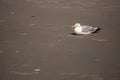 Seagull on the Beach by SPO Royalty Free Stock Photo