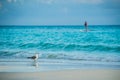 Seagull on a beach Royalty Free Stock Photo