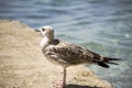 Seagull on the beach Royalty Free Stock Photo