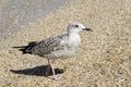 Seagull on the beach Royalty Free Stock Photo
