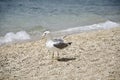 Seagull on the beach Royalty Free Stock Photo