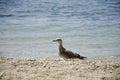 Seagull on the beach Royalty Free Stock Photo