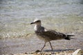 Seagull on the beach Royalty Free Stock Photo