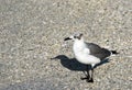 Seagull on Beach