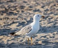 Seagull on the beach strolling among the sand in search of food left over by tourists, evolution and adaptation Royalty Free Stock Photo