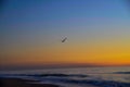 Seagull at Beach Sunrise Flying Over Sea Royalty Free Stock Photo