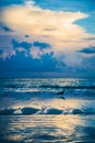 Seagull on a beach Royalty Free Stock Photo