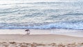 Seagull on a beach surrounded by the sea under the sunlight - great for wallpapers Royalty Free Stock Photo