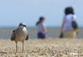 Seagull on the beach with tourists Royalty Free Stock Photo