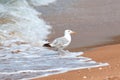Seagull on beach Royalty Free Stock Photo