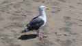 Seagull on the beach on a windy day