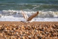 A Seagull on a Beach Royalty Free Stock Photo
