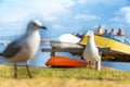 Seagull on beachside grassy edge to Pilot Bay, Tauranga, New Zealand Royalty Free Stock Photo