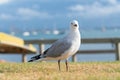 Seagull on beachside grassy edge to Pilot Bay, Tauranga, New Zealand Royalty Free Stock Photo