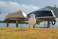 Seagull on beachside grassy edge to Pilot Bay, Tauranga, New Zealand Royalty Free Stock Photo