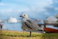 Seagull on beachside grassy edge to Pilot Bay, Tauranga, New Zealand Royalty Free Stock Photo