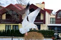 A seagull in a beautiful bend of its wings in flight with a crumb of bread against the backdrop of the lovely houses.