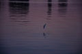 Seagull, beautiful bird in flying, wonderful river, ocean, sea