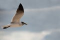 Seagull Royalty Free Stock Photo