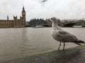 Seagull at Big Ben Royalty Free Stock Photo