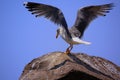 Seagull Royalty Free Stock Photo