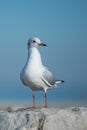Seagull on big rock Royalty Free Stock Photo