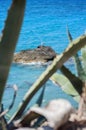 A seagull bird all alone on a rock surrounded by the Aegean sea, massive aloe vera plant on the foreground