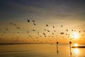 Seagull bird with amazing colorful sky and sea on twilight sunset time seascape.Nature background Royalty Free Stock Photo