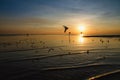 Seagull bird with amazing colorful sky and sea on twilight sunset time seascape.Nature background Royalty Free Stock Photo