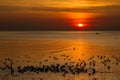 Seagull bird with amazing colorful sky and sea on twilight sunset time seascape.Nature background Royalty Free Stock Photo