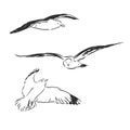 Seagull bird animal sketch engraving vector illustration. Scratch board style imitation. Hand drawn image. Seagull bird, vector