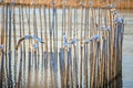 Seagull bird on bamboo fence on sea at Bang poo, Samutprakan, Thailand. Royalty Free Stock Photo