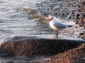 Seagull bird on big stone on Baltic sea coast, Lithuania Royalty Free Stock Photo