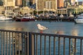 seagull bird with blurred background Royalty Free Stock Photo