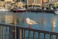 seagull bird with blurred background Royalty Free Stock Photo