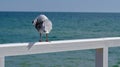 Seagull bird cleaning itself standing on white fence Royalty Free Stock Photo