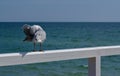 Seagull bird cleaning itself on white fence Royalty Free Stock Photo