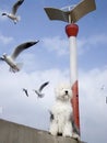 Seagull bird and dog
