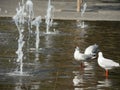 Seagull drinking water from the fountain in public park. Royalty Free Stock Photo