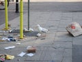 seagull bird eating trash in Hastings