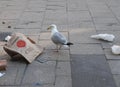 seagull bird eating trash in Hastings