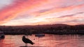 Seagull bird, fishermans wharf pier, yacht sail boats in Monterey marina, sunset Royalty Free Stock Photo