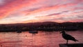 Seagull bird, fishermans wharf pier, yacht sail boats in Monterey marina, sunset Royalty Free Stock Photo