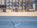 A seagull bird flies over the water Royalty Free Stock Photo